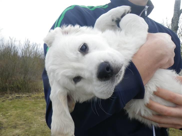 Golden retriever Cocio billede 11