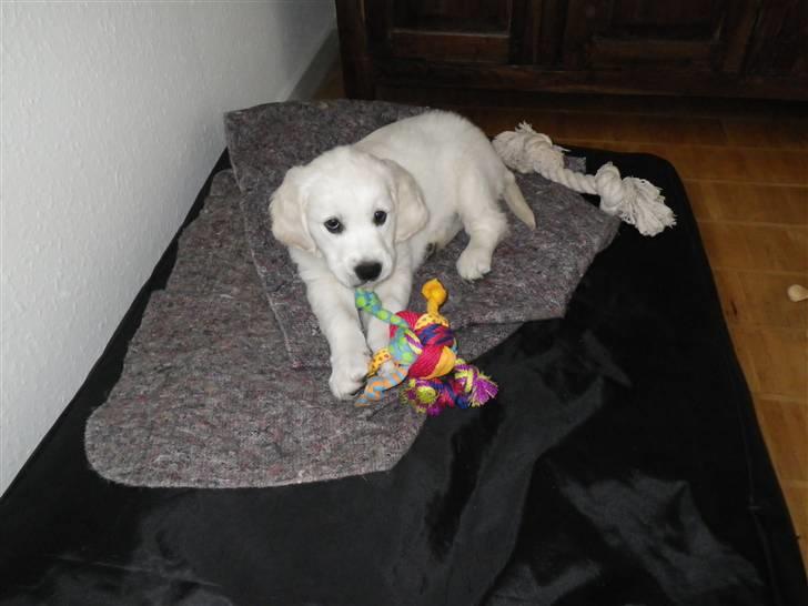 Golden retriever Cocio billede 12