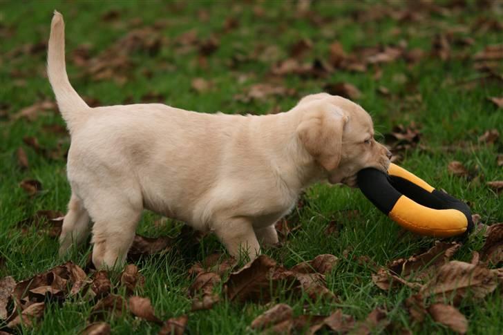 Labrador retriever Mille billede 7
