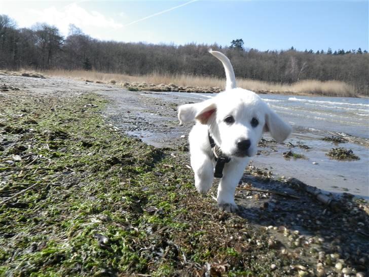 Golden retriever Cocio - Cocio´s føørste tur på stranden billede 13