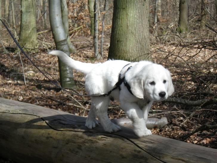 Golden retriever Cocio - Er allerede ved at øve sig til agility billede 14