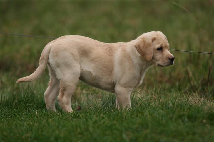 Labrador retriever Mille billede 8