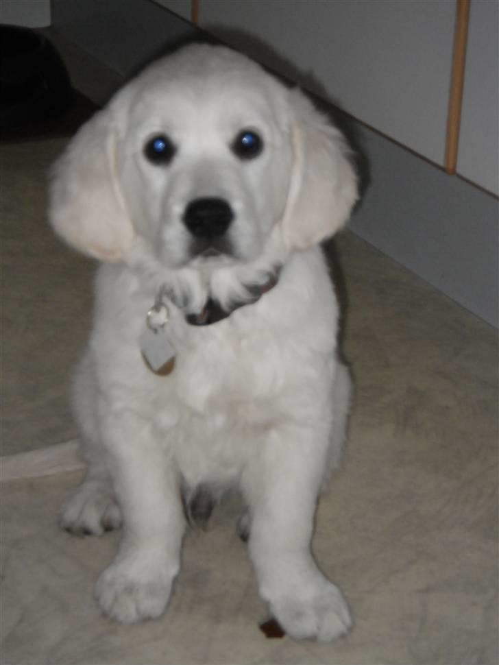 Golden retriever Cocio billede 15