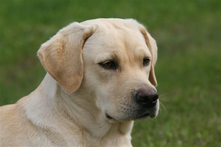 Labrador retriever Mille billede 9