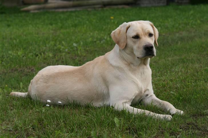 Labrador retriever Mille billede 10