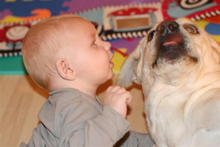 Labrador retriever Mille billede 11