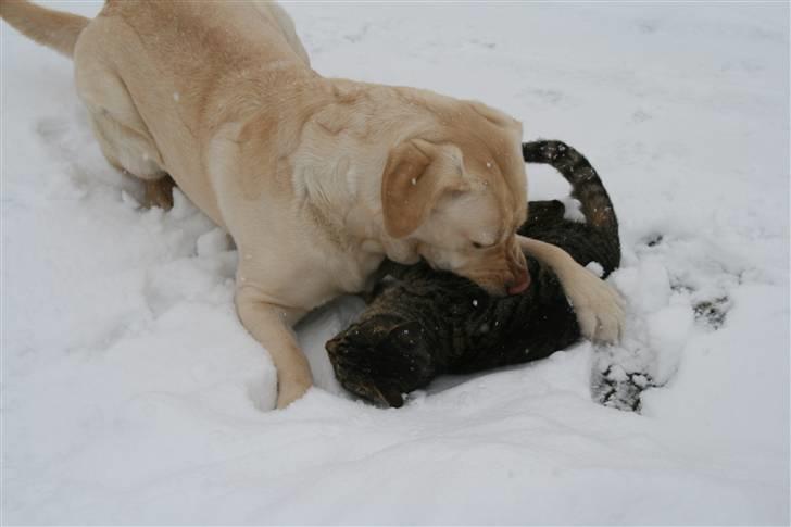 Labrador retriever Mille billede 12
