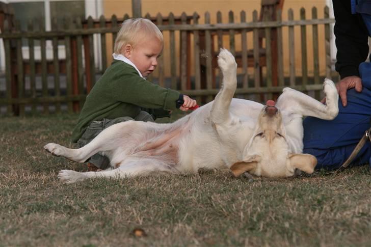 Labrador retriever Mille billede 13