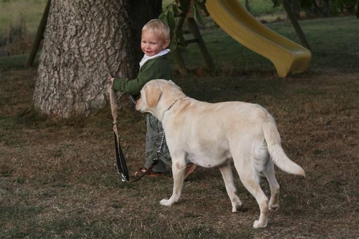 Labrador retriever Mille billede 14