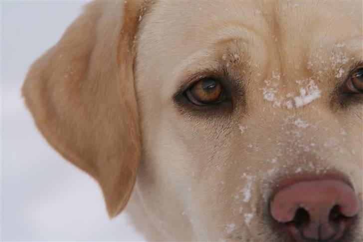 Labrador retriever Mille billede 15