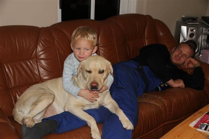 Labrador retriever Mille billede 16