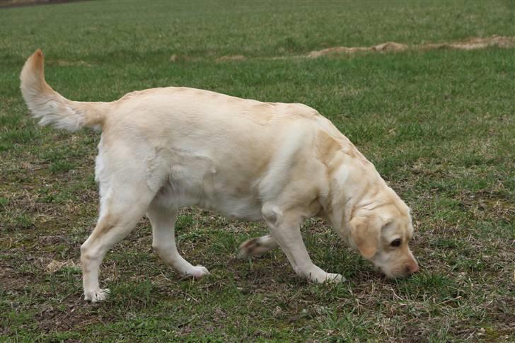 Labrador retriever Mille billede 17