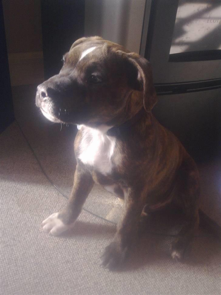 Staffordshire bull terrier Oscar Aflivet billede 18