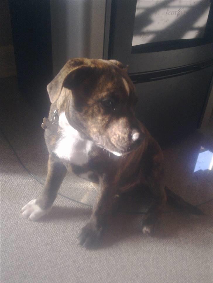 Staffordshire bull terrier Oscar Aflivet billede 19