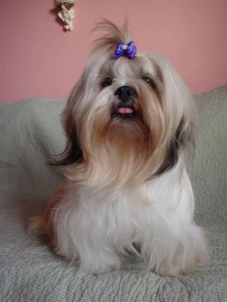 Lhasa apso cherí.. billede 12