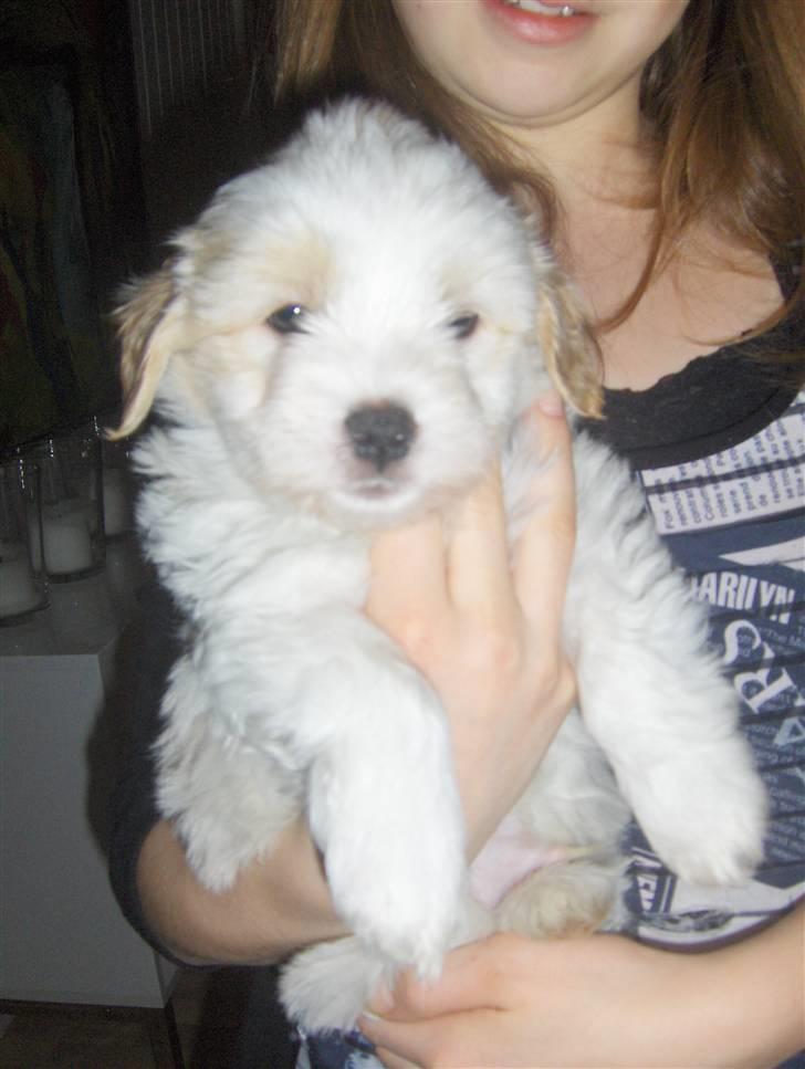 Coton de tulear hunde hvalpene  - det her er tæven der ikke er solgt inu  billede 1