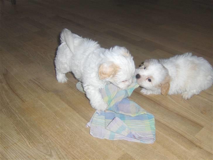 Coton de tulear hunde hvalpene  - de er så frække  billede 2