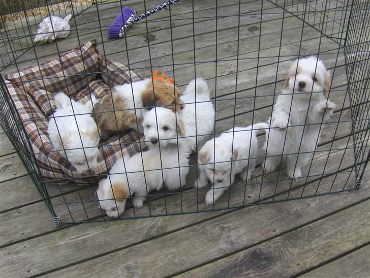 Coton de tulear hunde hvalpene  - lidt ude i på tarasen  billede 3