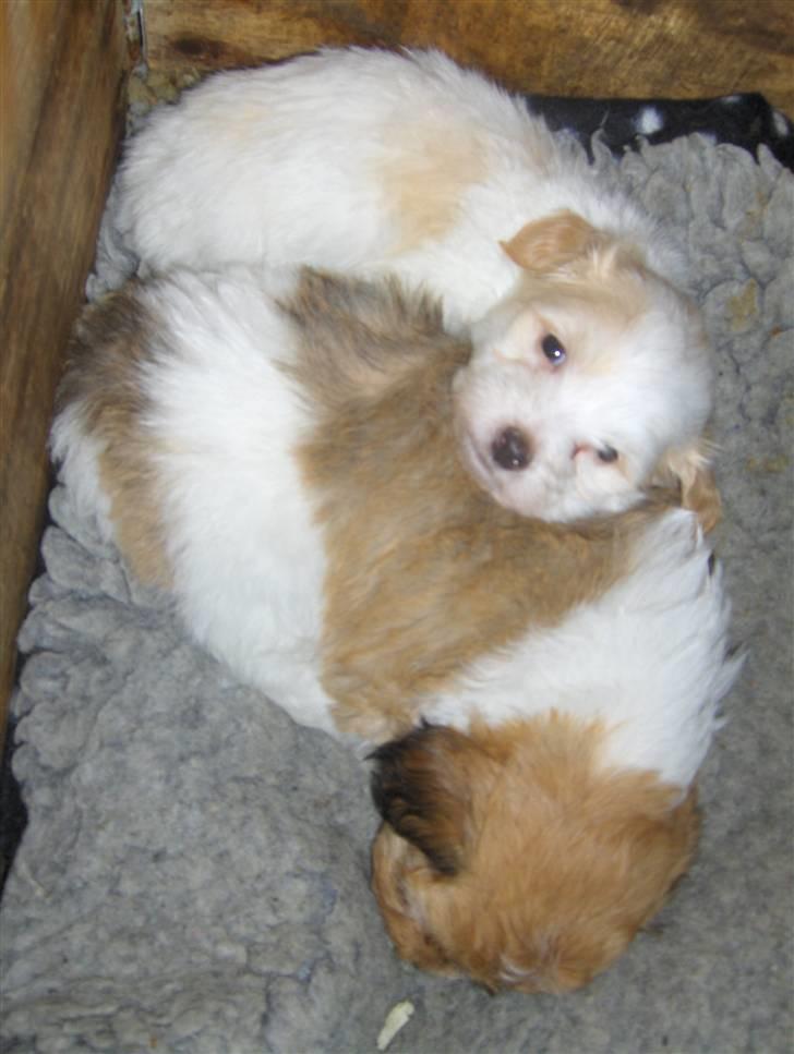 Coton de tulear hunde hvalpene  - så er det ved at være senge tid  :) billede 4