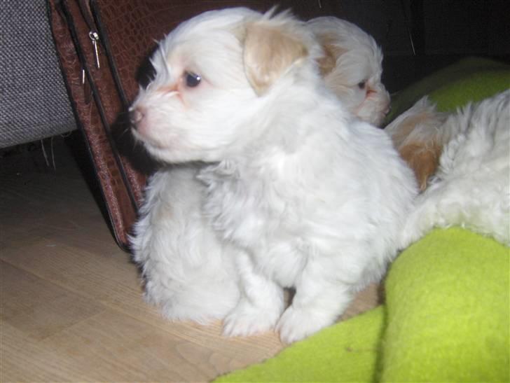 Coton de tulear hunde hvalpene  - min lille muser billede 5