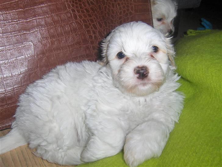 Coton de tulear hunde hvalpene  - hun er så sød  billede 6