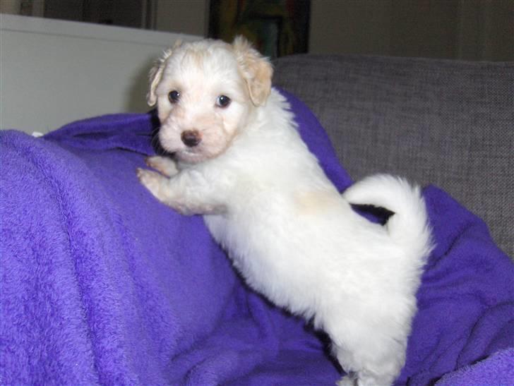 Coton de tulear hunde hvalpene  - hun er den beste :) billede 7