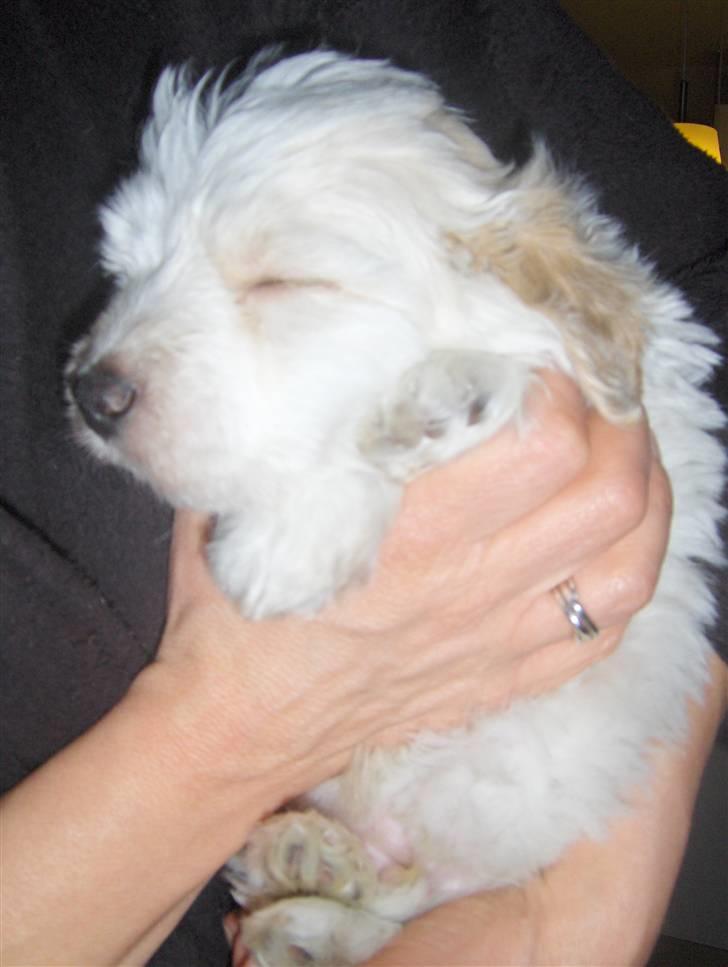 Coton de tulear hunde hvalpene  - min lille mus er søvni billede 8