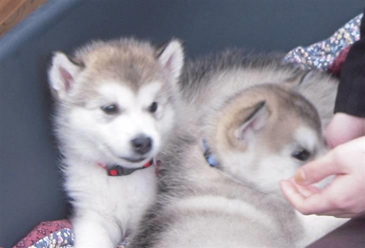 Alaskan malamute Akhasia - Akhasia med sin bror Spanto billede 1