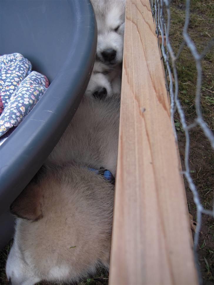 Alaskan malamute Akhasia - Akhasia mellem sinde brodere :) billede 2