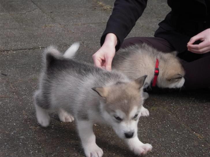 Alaskan malamute Akhasia - Når man har mad kommer hun når man kalder :) hehe billede 3