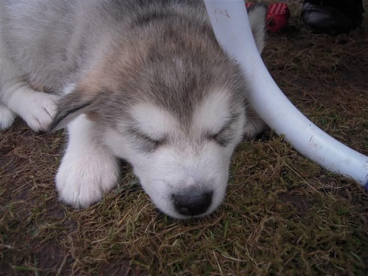 Alaskan malamute Spanto - Sover helt tungt og vågner næsten ikke når man bliver taget ind :) (6 uger ) billede 3