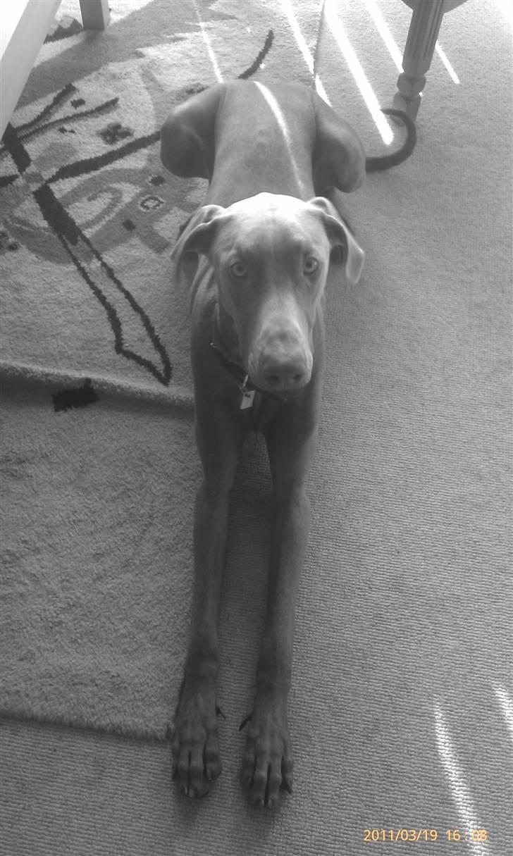 Dobermann Tayson billede 14