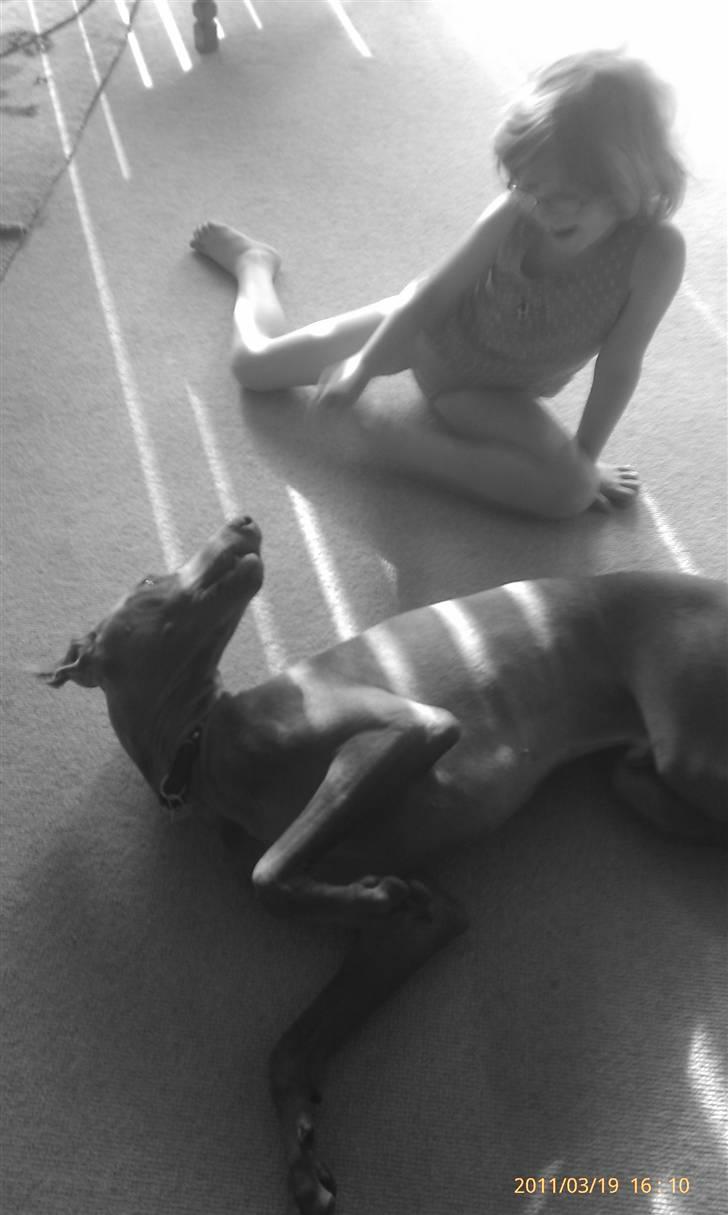 Dobermann Tayson billede 16