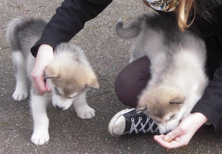 Alaskan malamute Spanto - mad glad sammen med søster (6 uger) billede 4