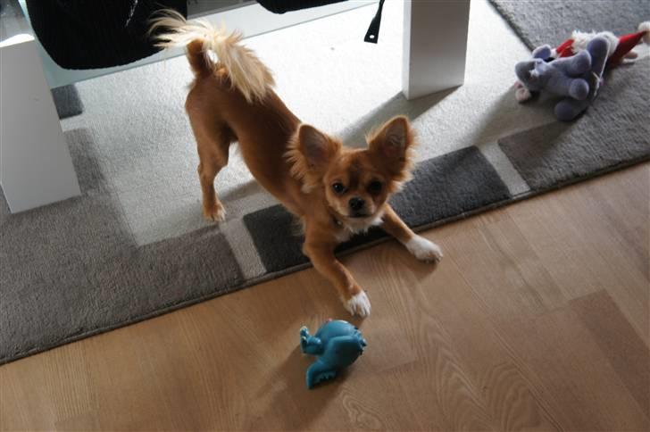 Chihuahua Bailey billede 8