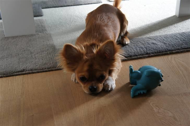 Chihuahua Bailey billede 9