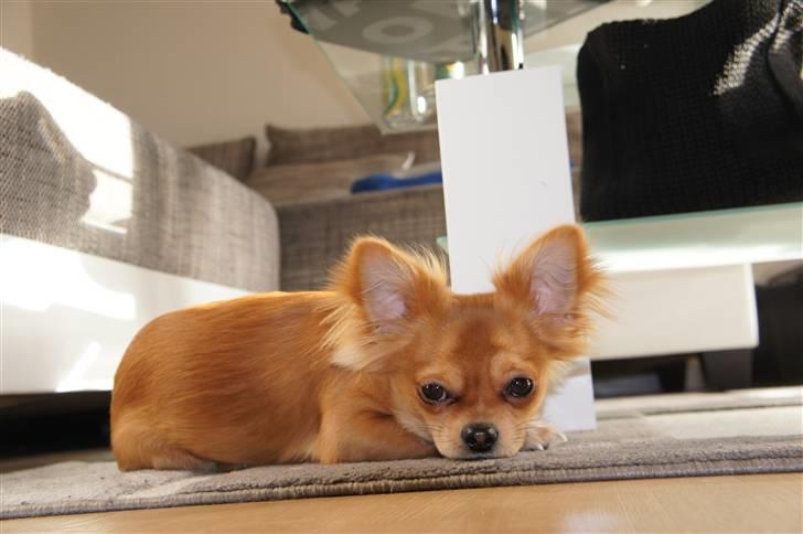 Chihuahua Bailey billede 10