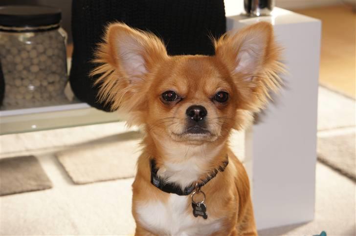 Chihuahua Bailey billede 12