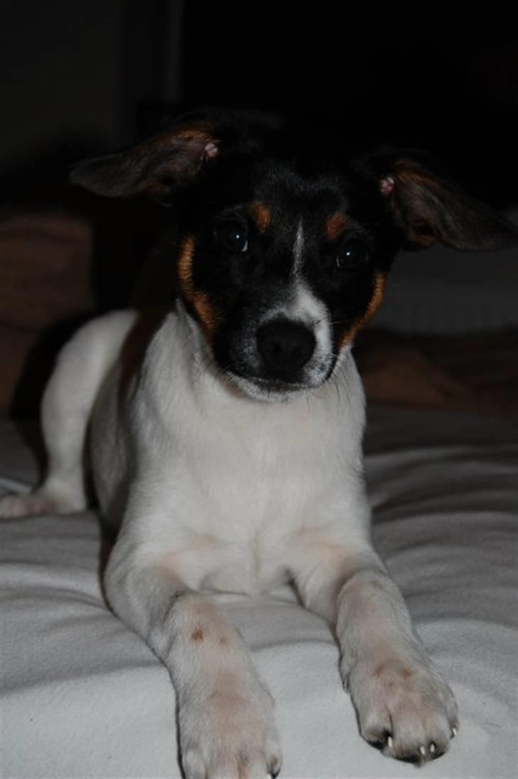 Blanding af racer Eddie billede 1