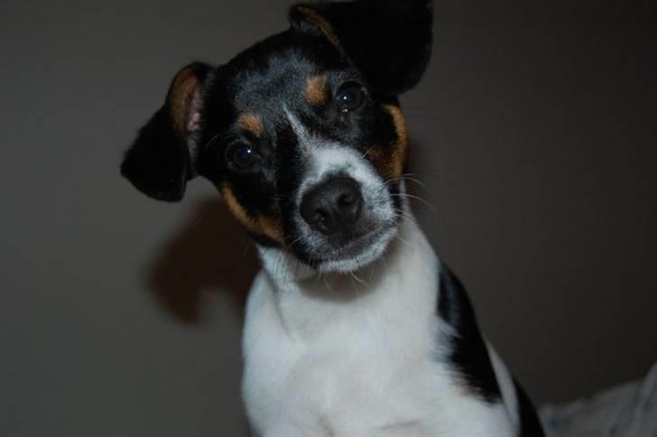 Blanding af racer Eddie billede 2