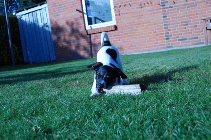 Blanding af racer Eddie billede 3