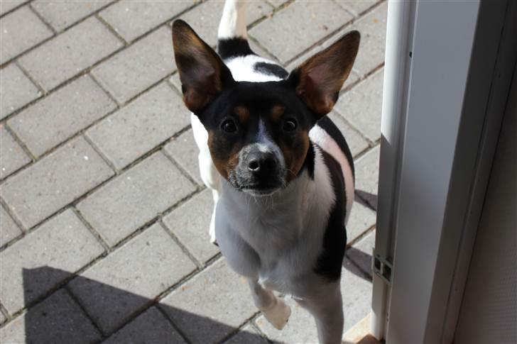 Blanding af racer Eddie billede 4