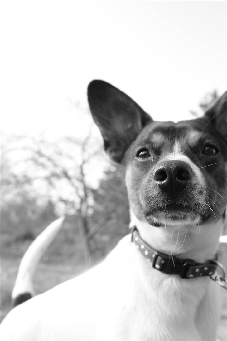 Blanding af racer Eddie billede 5