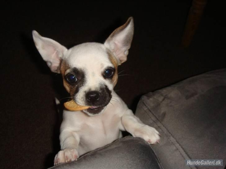 Blanding af racer Fiona ( Fransk Bulldog - Chihauhau) Bullhauhau. billede 9