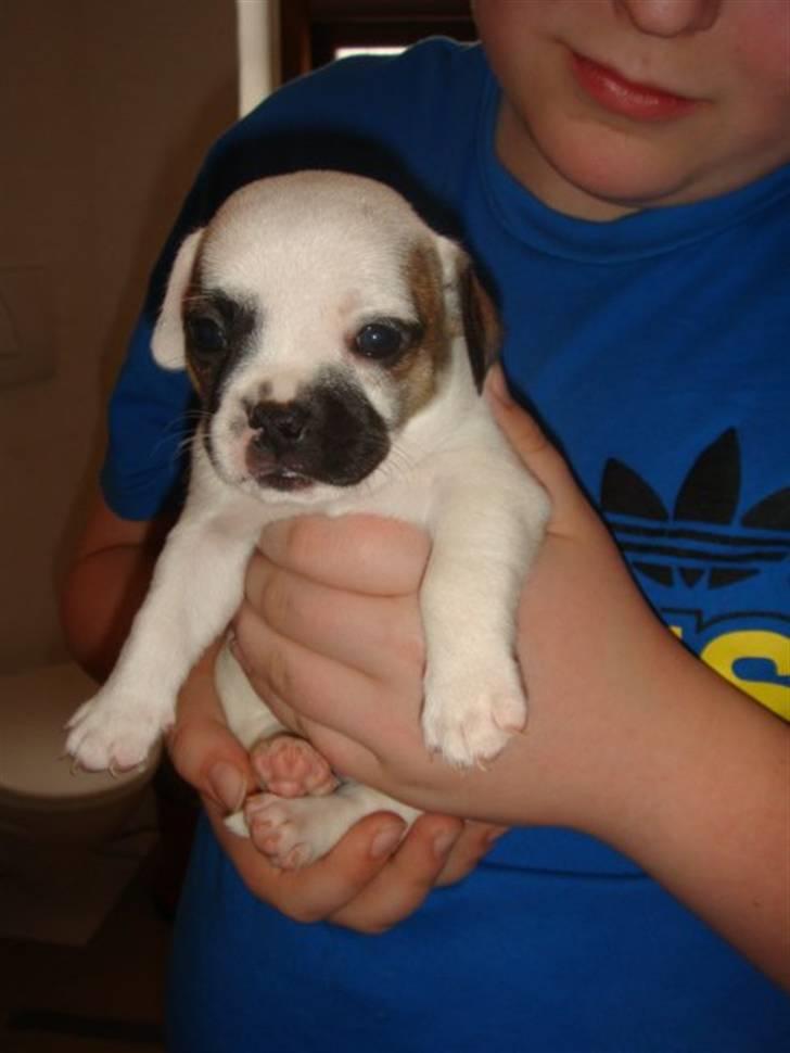 Blanding af racer Fiona ( Fransk Bulldog - Chihauhau) Bullhauhau. billede 3