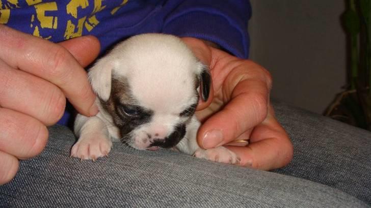 Blanding af racer Fiona ( Fransk Bulldog - Chihauhau) Bullhauhau. billede 2