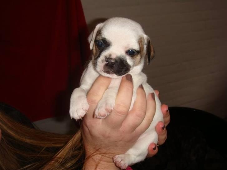 Blanding af racer Fiona ( Fransk Bulldog - Chihauhau) Bullhauhau. billede 4