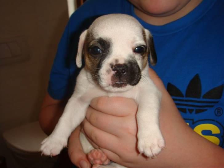 Blanding af racer Fiona ( Fransk Bulldog - Chihauhau) Bullhauhau. billede 5