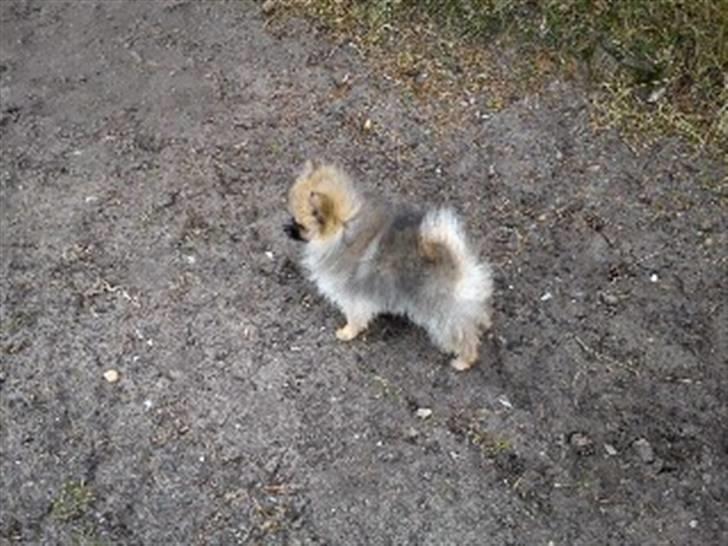 Pomeranian Mocca - Mocca går for første gang uden snor :)  billede 10