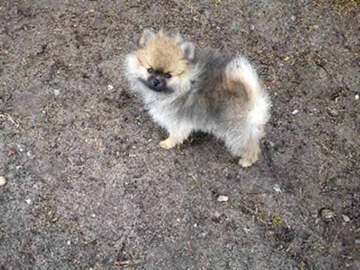 Pomeranian Mocca - Mocca er på "skovtur" billede 11